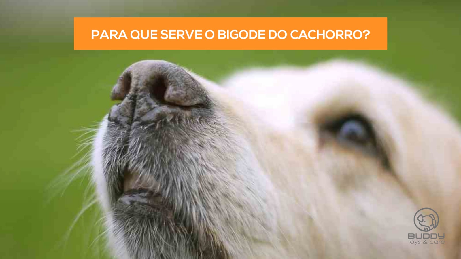 Blog - Para que serve o bigode do cachorro